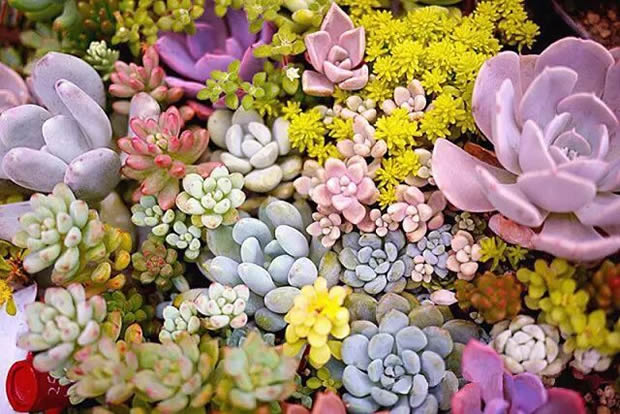 華亭鎮團委聯合上海滬工閥門廠開展微景觀綠植DIY活動(圖2)